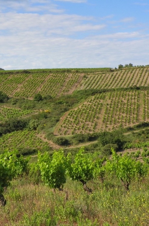 vignes